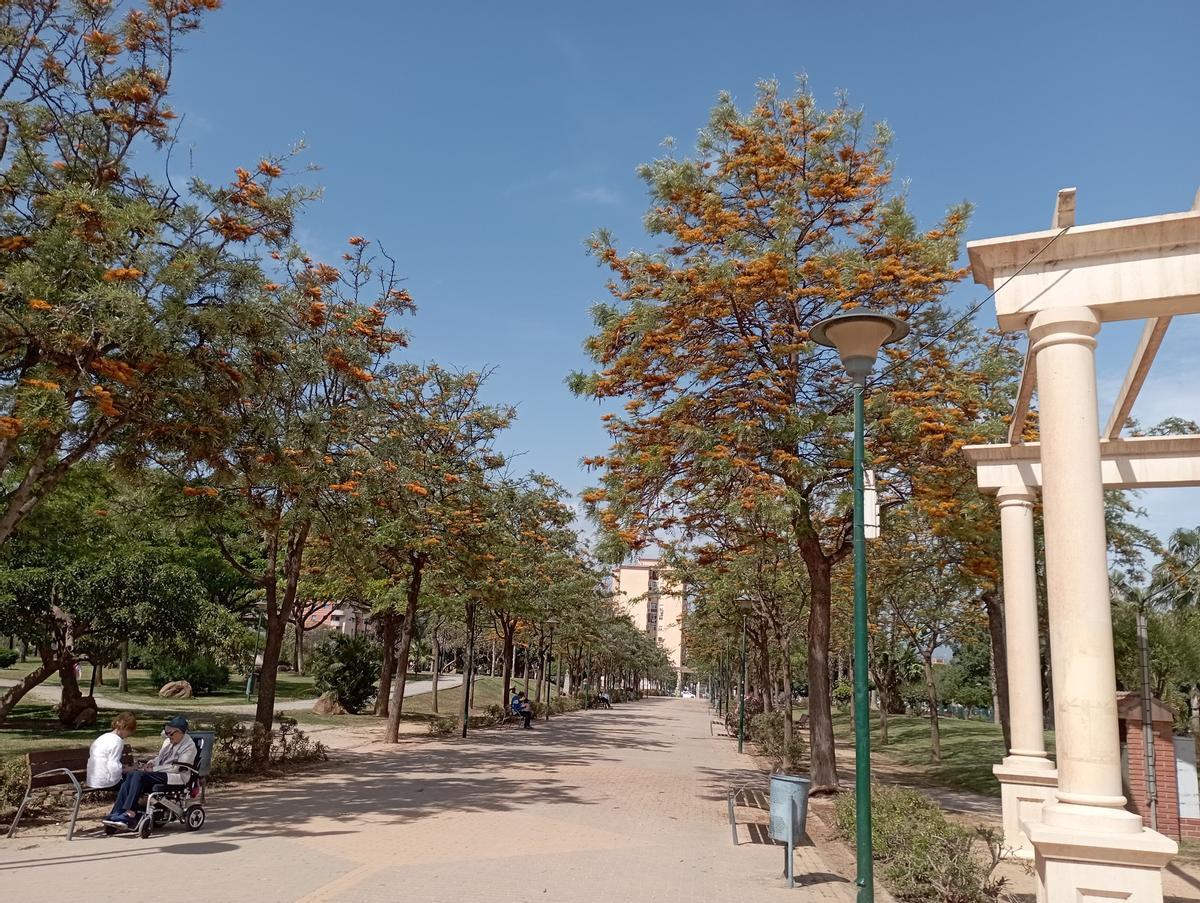 El paseo central, con árboles de fuego en plena floración.