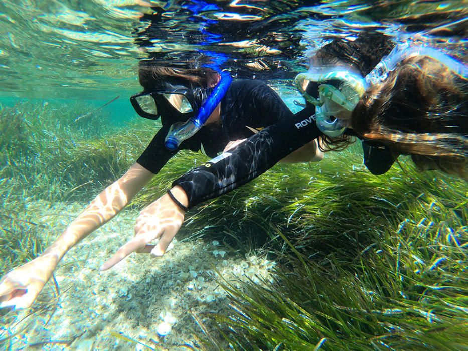 Zambullida para conocer la posidonia