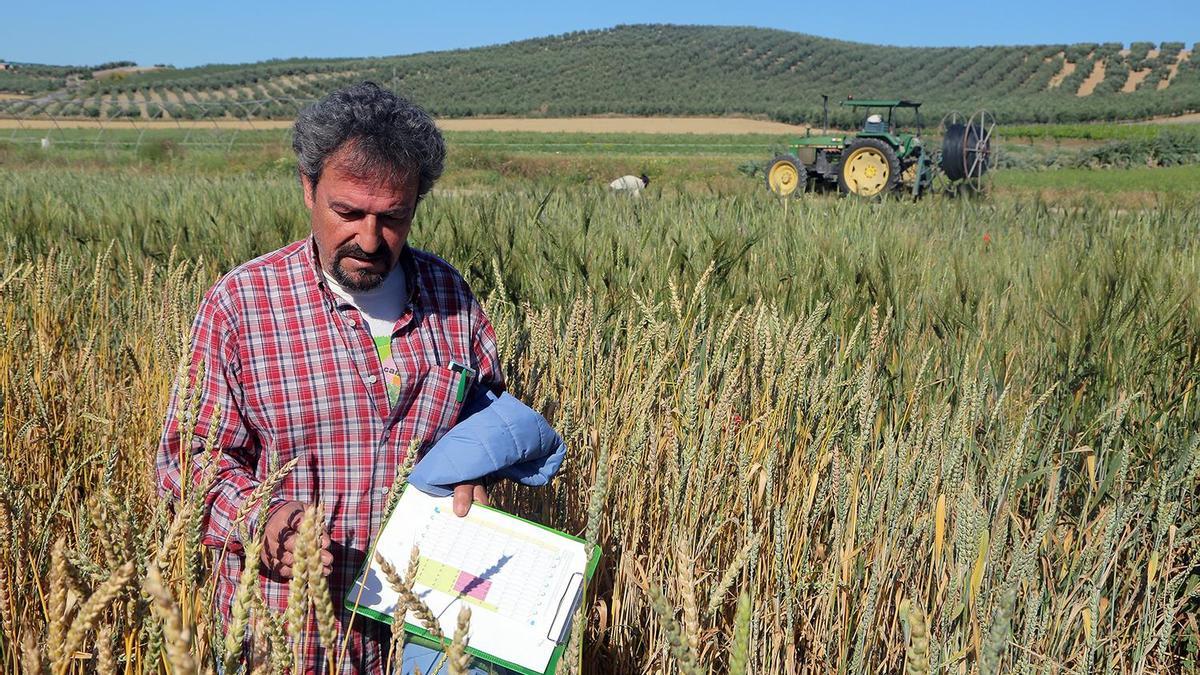 El técnico agrícola Victorio Domínguez analiza varias espigas de trigo en su plantación experimental, situada a las afueras de Montalbán.