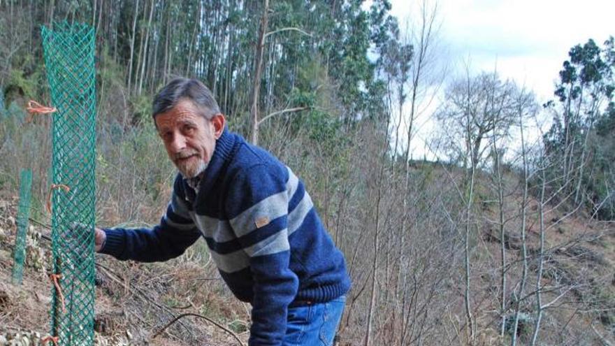 Bernardo Costales, con uno de los castaños recién plantados.