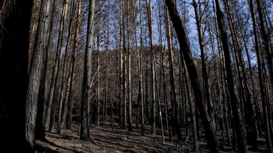 El Principado apuesta por la estrategia para frenar grandes incendios como el de hace un año en el Suroccidente