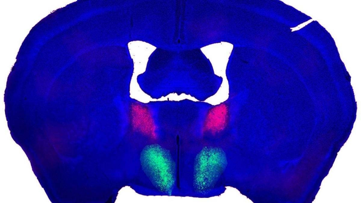 En esta imagen real del cerebro de un ratón macho, el rosa denota el núcleo del lecho de la estría terminal (BNST), mientras el verde refleja el hipotálamo preóptico. El impulso sexual fluye del rosa al verde en el circuito neuronal que rige el deseo de apareamiento, el comportamiento y la satisfacción.