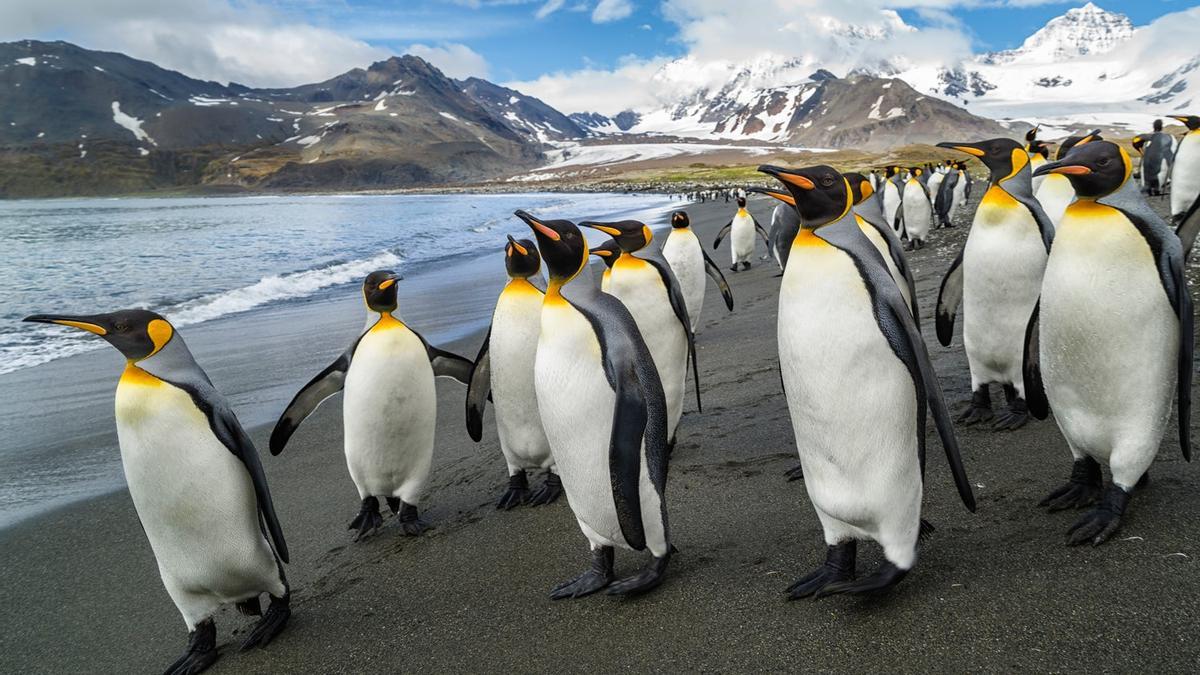 ¿Dónde viven los pingüinos? Un viaje por el hemisferio sur en su búsqueda