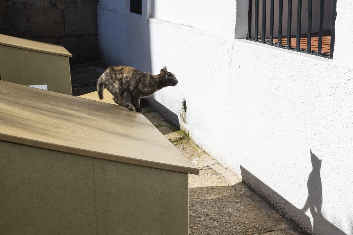 GALERÍA | Salvan a una colonia de gatos que vivían en una casa en ruinas de Mérida