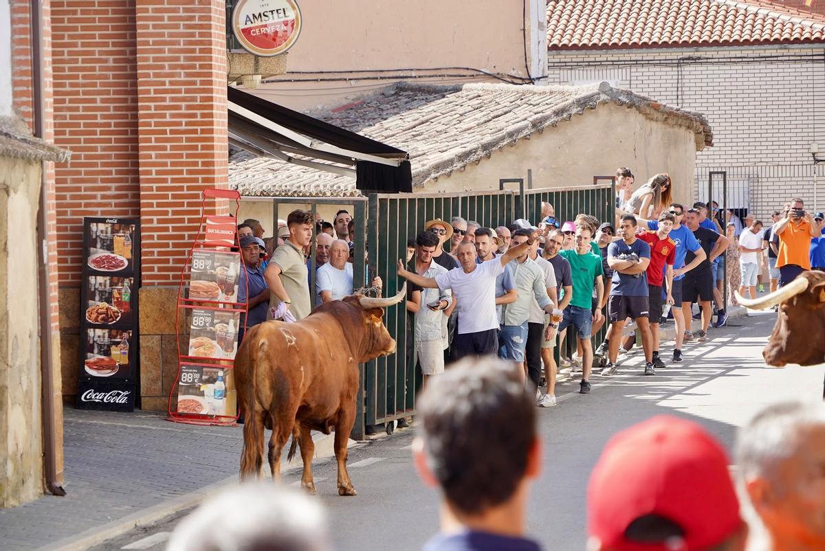 GALERÍA | Emoción y riesgo en el encierro de La Bóveda de Toro