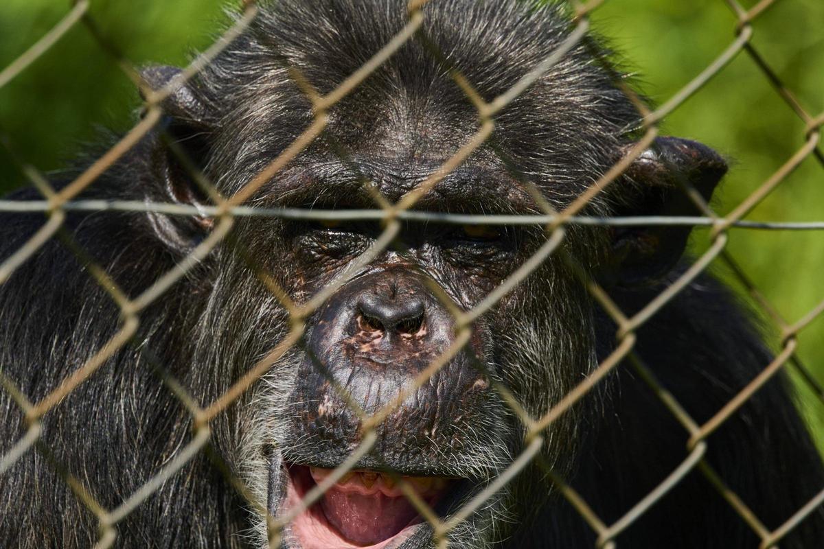 La Fundació Mona, ubicada a Riudellots de la Selva