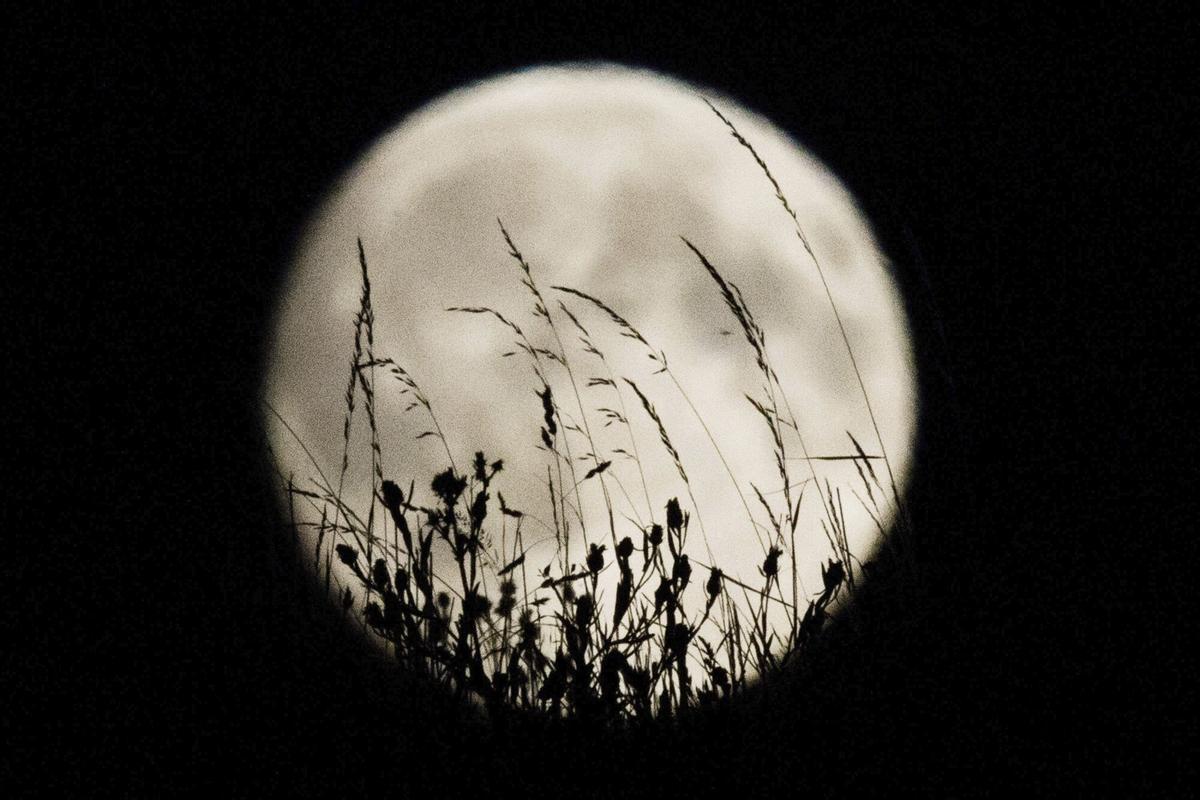 Imagen de archivo de la luna a través de la hierba en Hannóver (Alemania) en agosto de 2015.