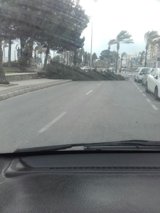 Entorno del paseo marítimo de Torre del Mar.