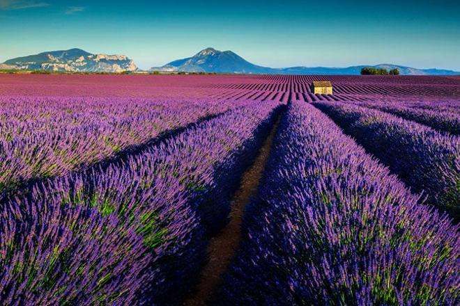 Campos de lavanda