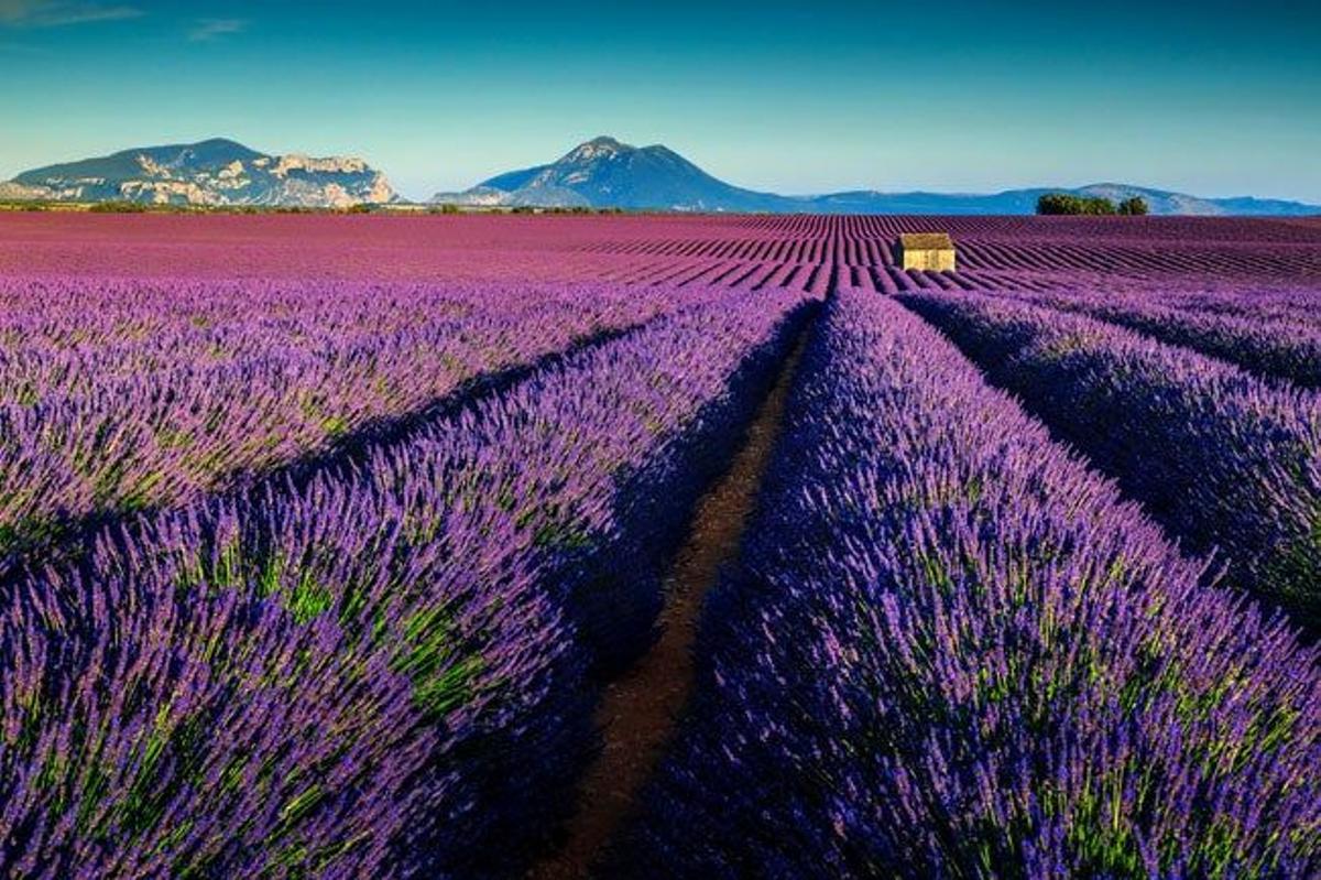 Campos de lavanda