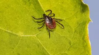 Enfermedad de Lyme: síntomas y precauciones de una infección que está aumentando en el norte