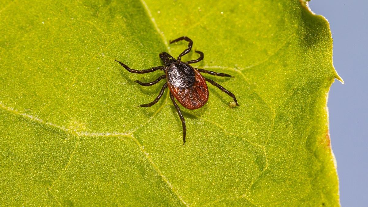 Día Mundial de la Enfermedad de Lyme: ¿Qué es? ¿Está en España?