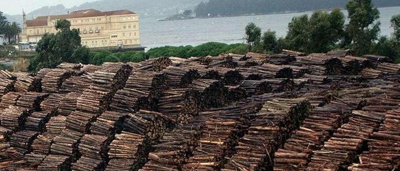 Toneladas de madera apiladas en la fábrica de Ence. // Rafa Vázquez