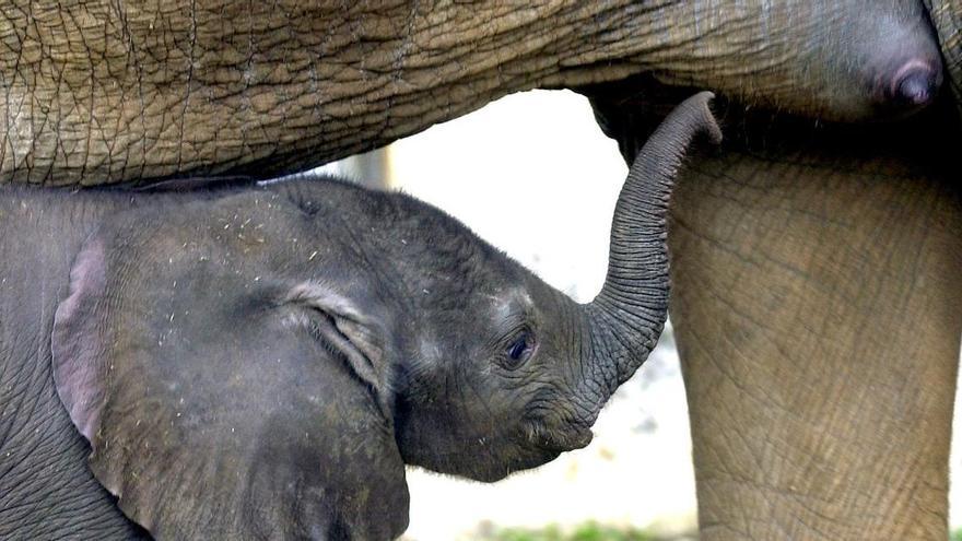 Una cria d&#039;elefant, al parc zoològic de Cabárceno