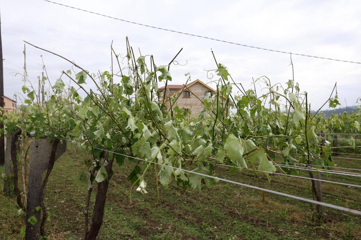 Viñas de Ribadumia destrozadas por la granizada del martes.