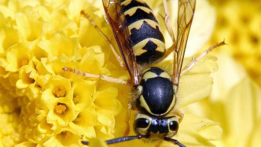 Crecen un 3,6 % las alergias por picaduras de insectos