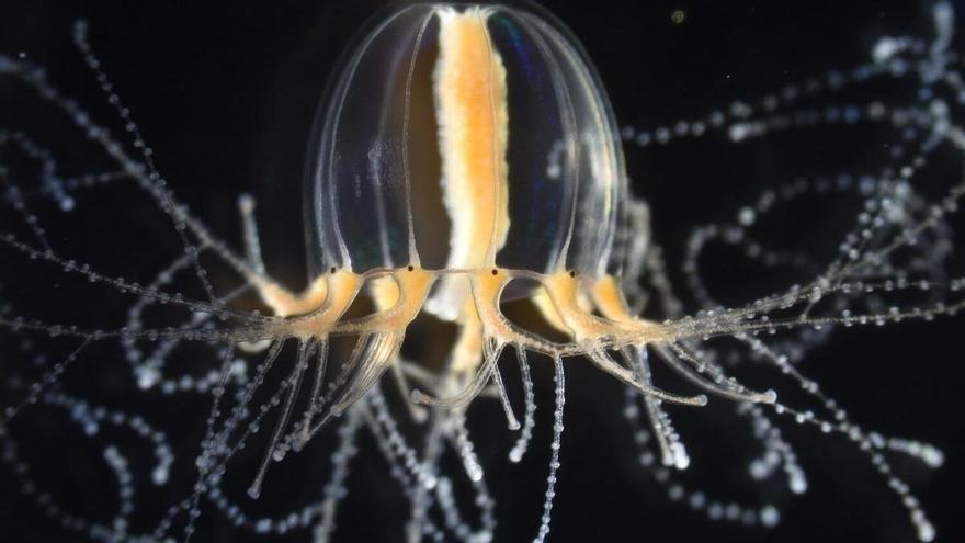 Las medusas regeneran sus extremidades en días, ¿podrá el ser humano hacer lo mismo?