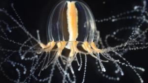 Una medusa Cladonema pacificum exhibe tentáculos ramificados que pueden regenerarse con fuerza después de una amputación.