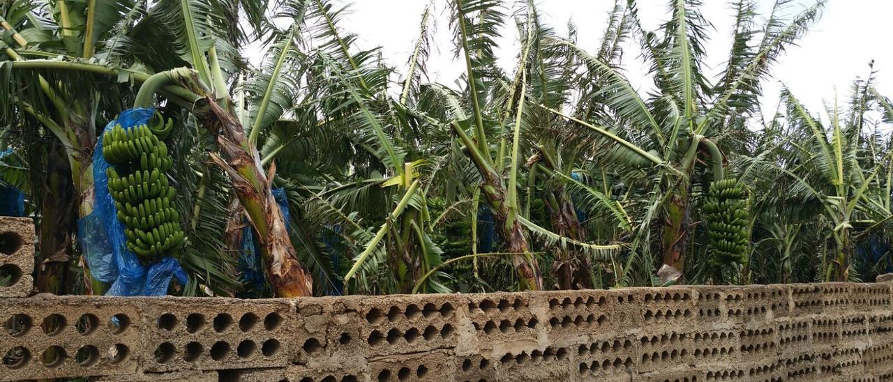 Una finca de plátanos en El Hierro tras el paso del temporal de viento.