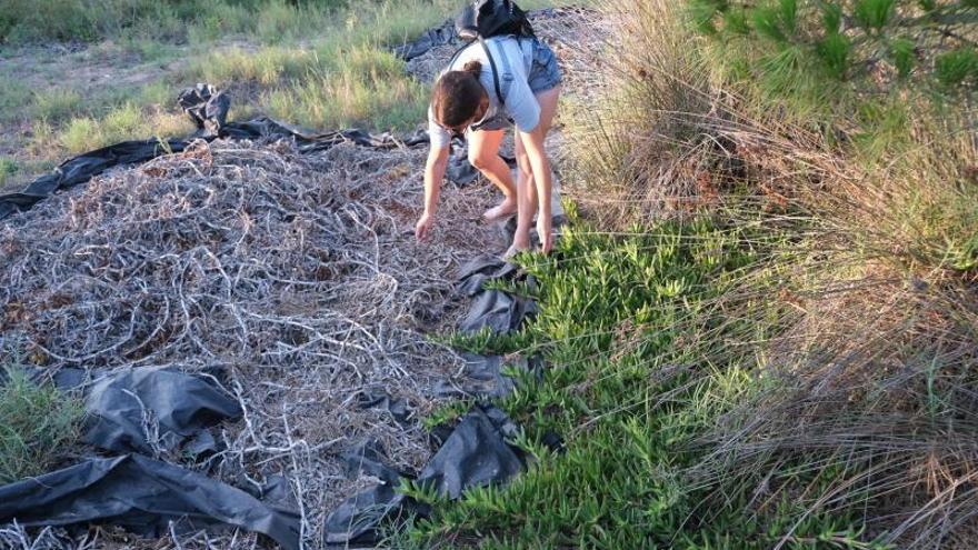 Degradaciónen algunos puntos de la pinada de La Marina con plásticos que acumulan especies invasoras secas que siguen sin recogerse y fijadores de arena deteriorados.  | ÁXEL ÁLVAREZ