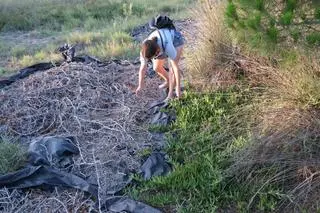 Ecologistas cargan contra la parálisis de la Generalitat para restaurar las dunas de La Marina