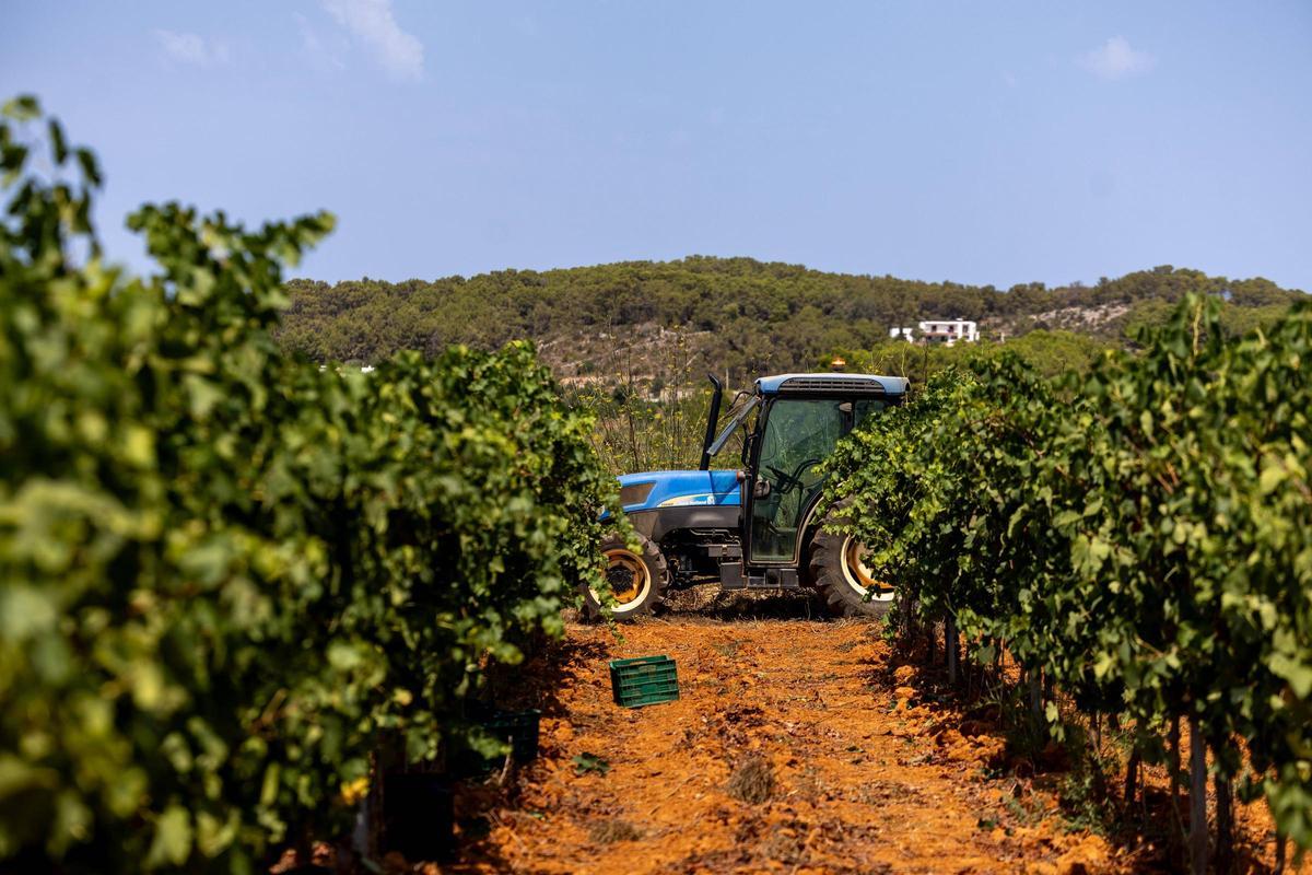 El vino de Ibiza está de enhorabuena esta añada: hasta 80.000 botellas en algunas bodegas