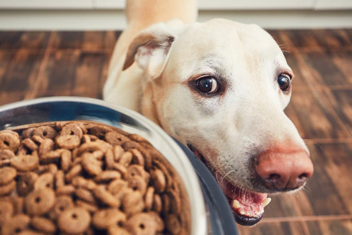 Comida perro