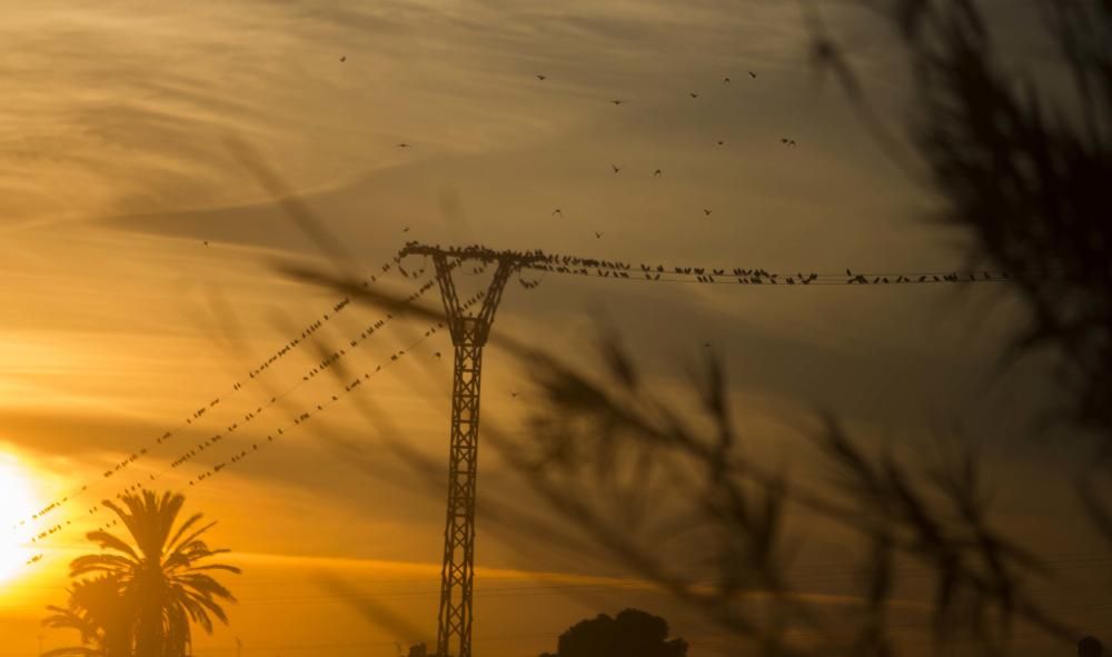 Invadidos por los estorninos en Alicante