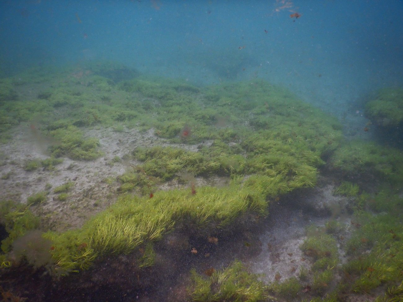 Las Canteras, guardería de biodiversidad marina