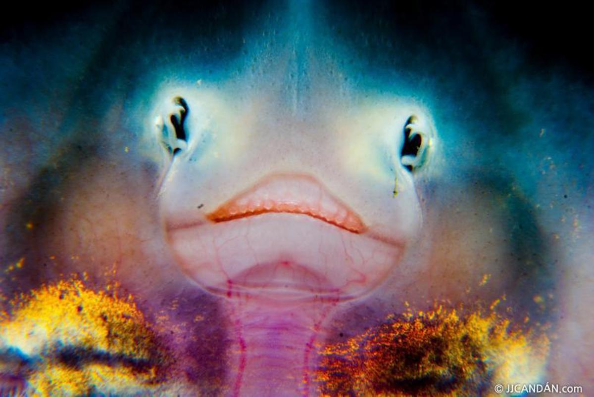 Un tritón en el  Lérez; abajo, Barros y Candán con las medallas del europeo. | // ©JJCANDAN