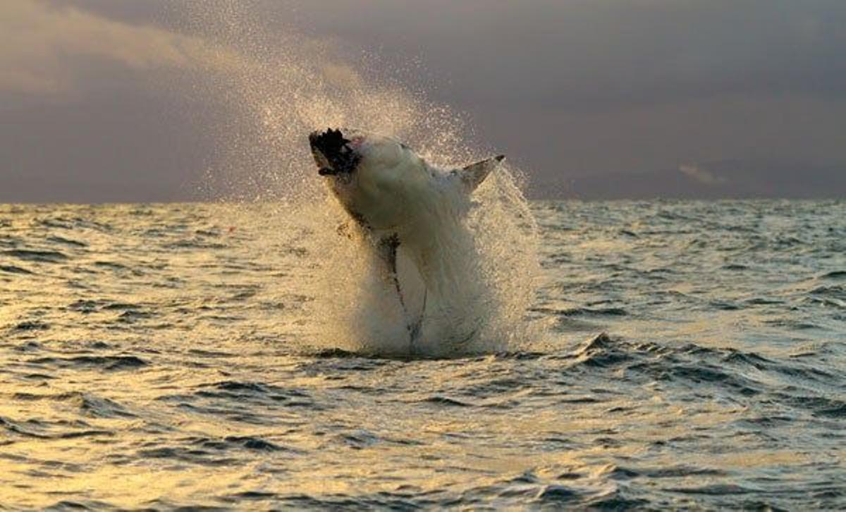 Las focas son las presas favoritas del Gran Blanco.