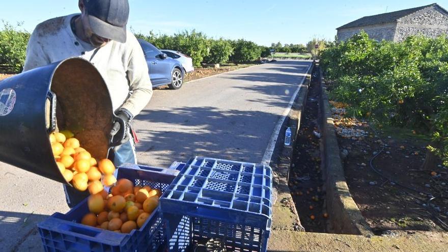 La campaña citrícola llega a su fin con unos precios en el campo que triplican los de 2022