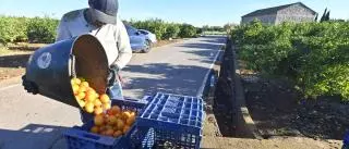 La campaña citrícola llega a su fin con unos precios en el campo que triplican los de 2022