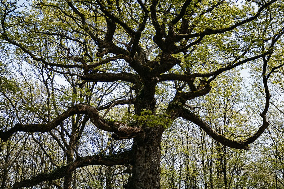 Bosque de Brocéliande