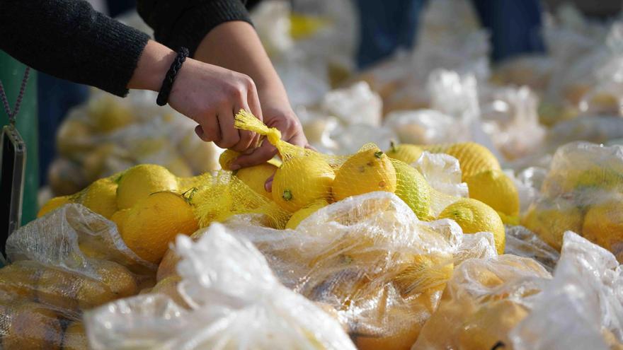 Los agricultores de Málaga regalan 3.000 kilos de limones ante los bajos precios: &quot;No podemos sobrevivir&quot;