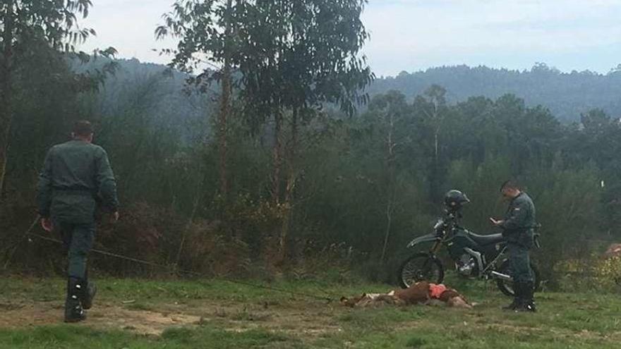 Dos agentes de la Guardia Civil junto a un caballo devorado, cerca de la feria de Mosteiro. // Cedida