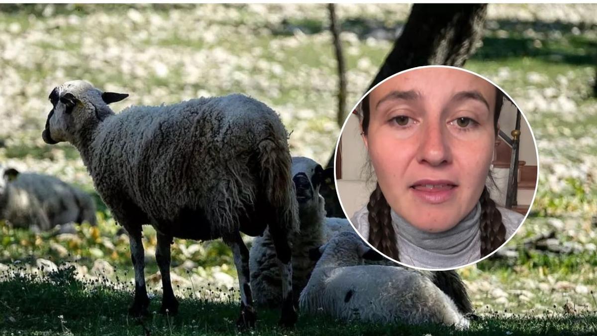 Llamamiento en Mallorca para proteger a los rebaños: denuncian robos de corderos y piden ayuda