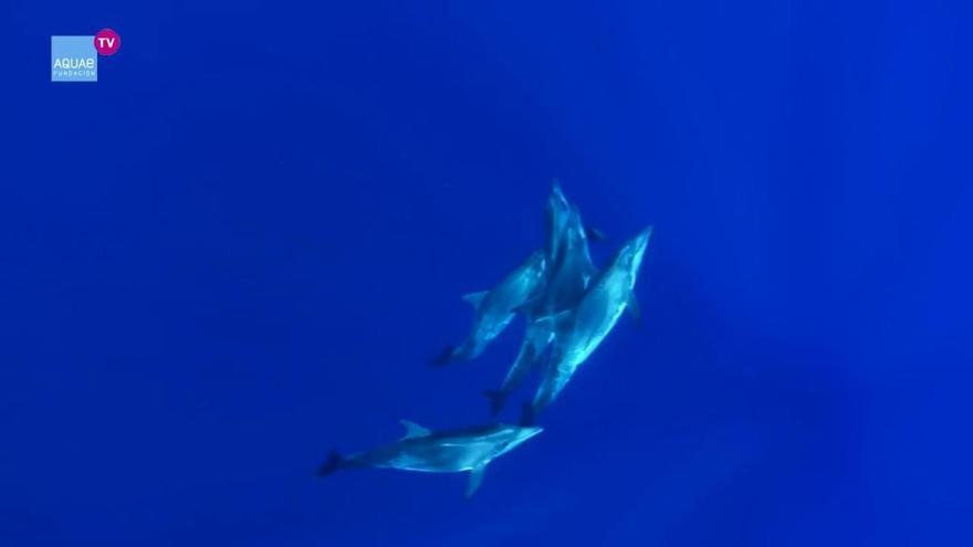 El delfín de dientes rugosos, la especie más inteligente del mar