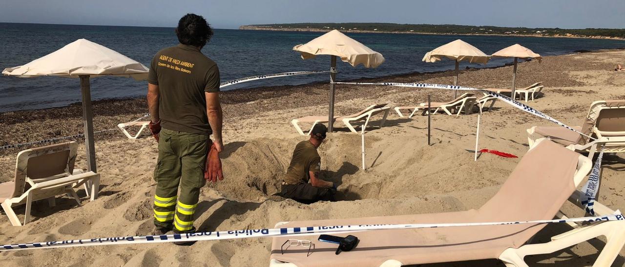 Una tortuga intenta desovar en Formentera pero huye sin conseguirlo al ser grabada