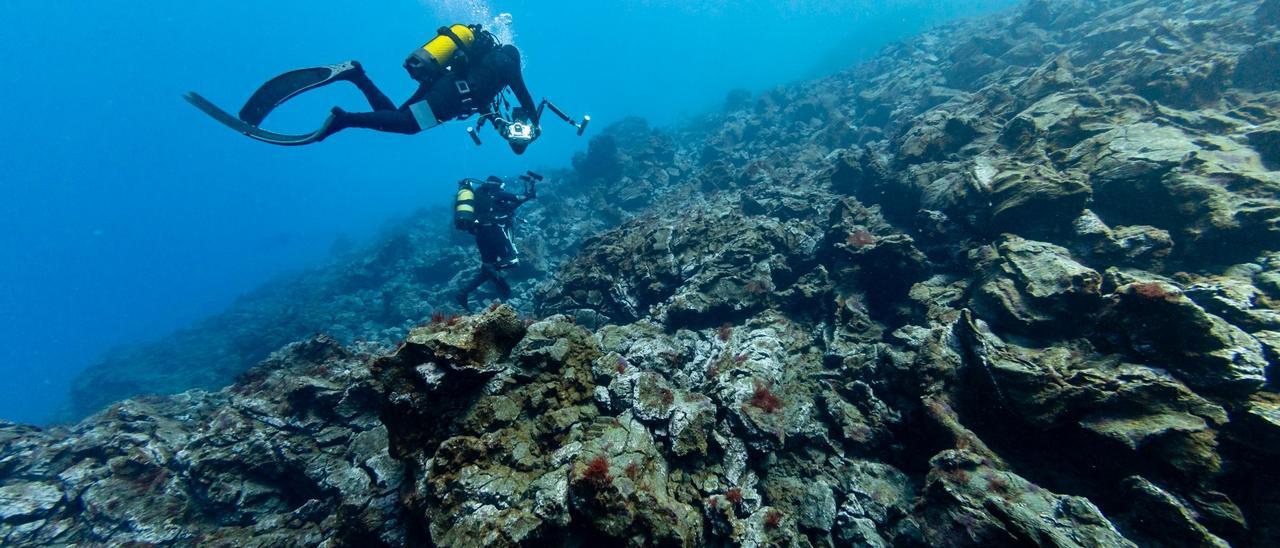 Las rocas basálticas que formaron la fajana son colonizadas por organismos bentónicos, como las algas.