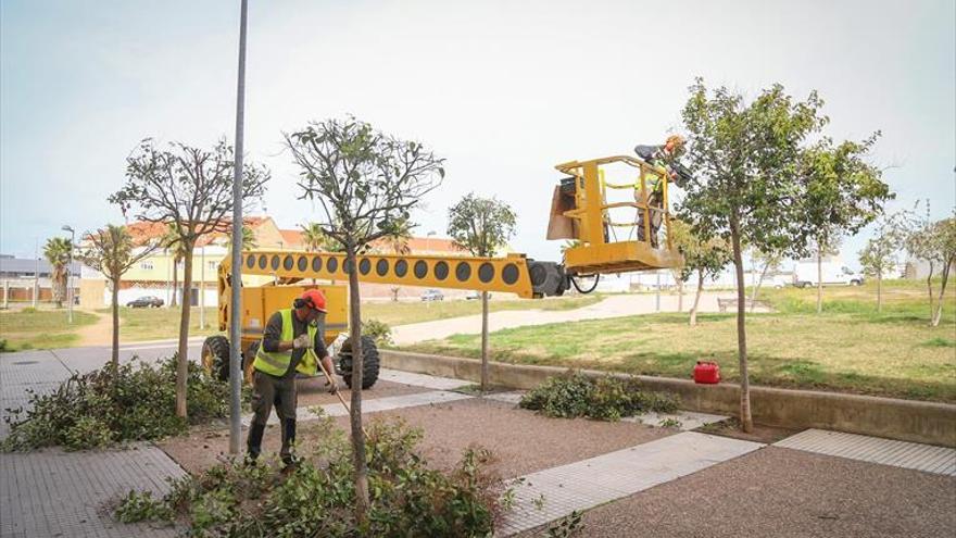 Poda de árboles en suerte de saavedra