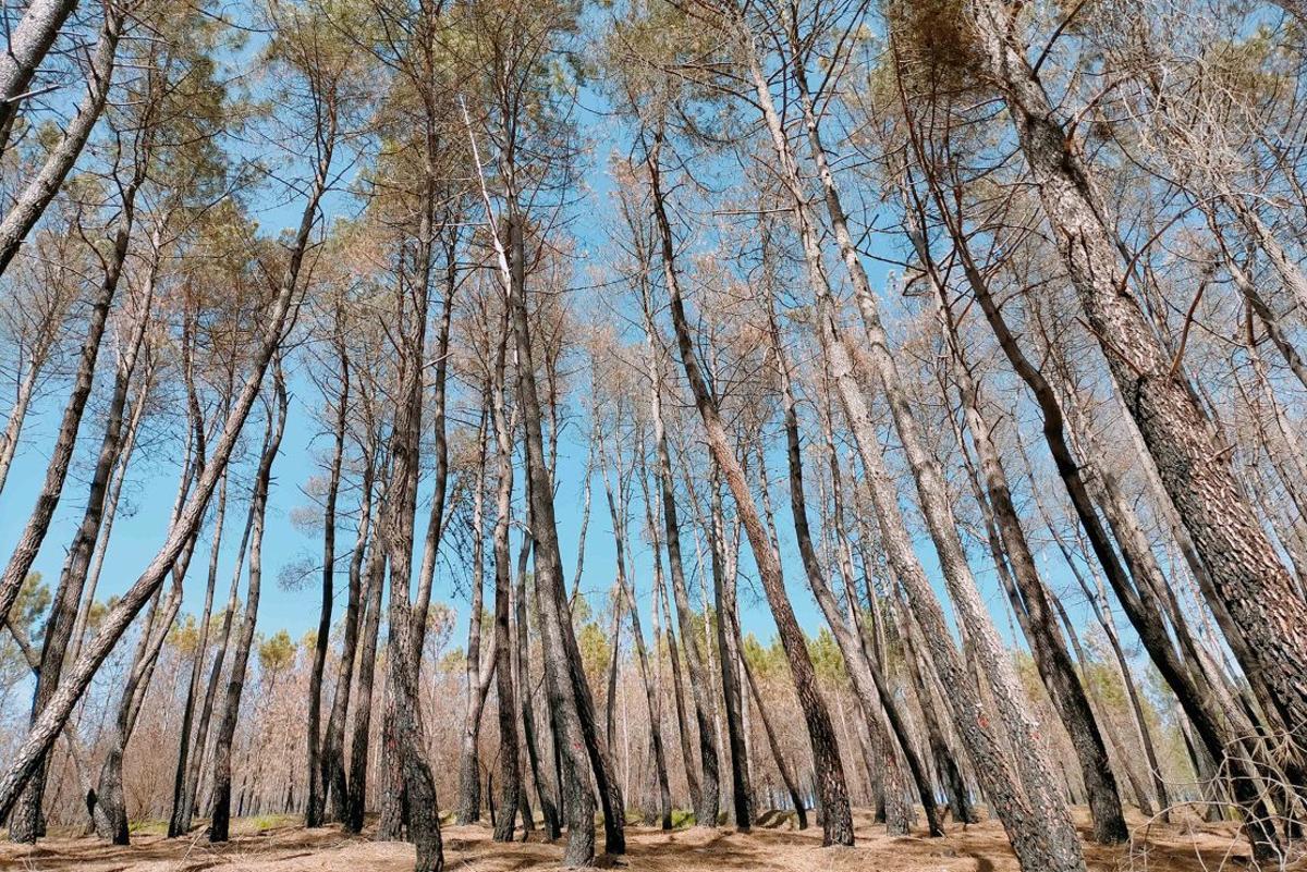 La zona estudiada por las investigadoras se encuentra en el Concello de Quiroga. | DUVI