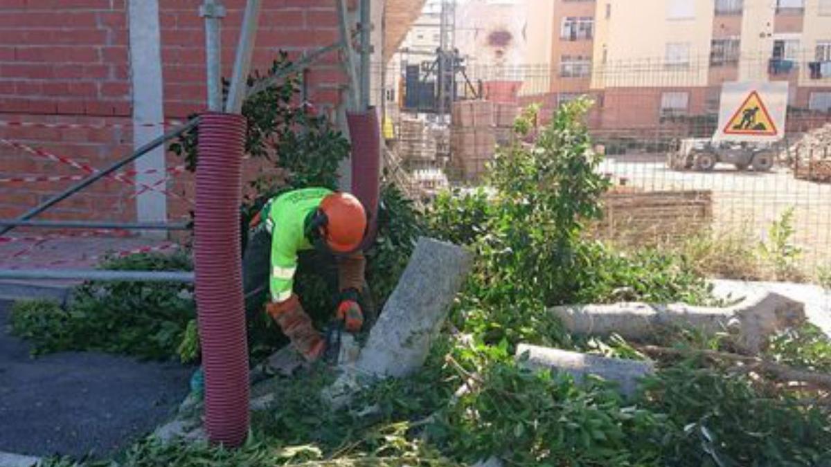 Dividen el contrato para cuidar las zonas verdes en tres lotes. 