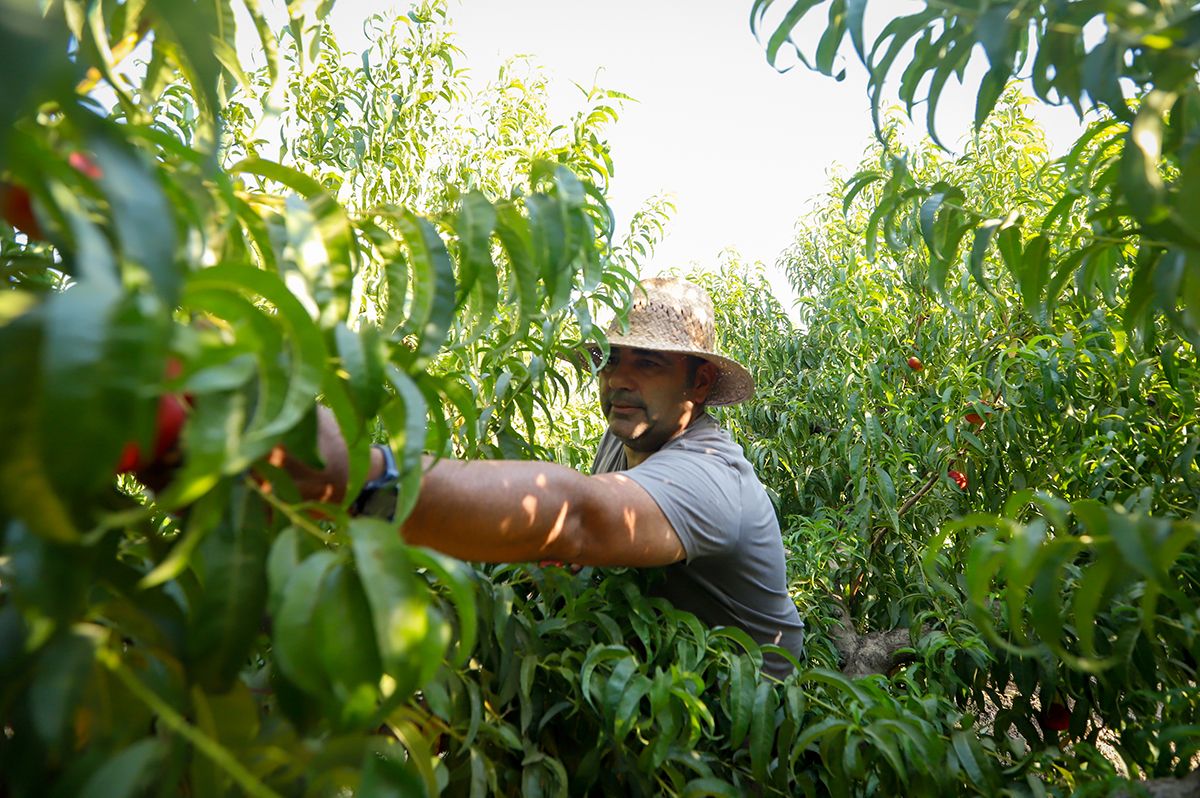 La finca La Veguilla se encuentra en plena recolección