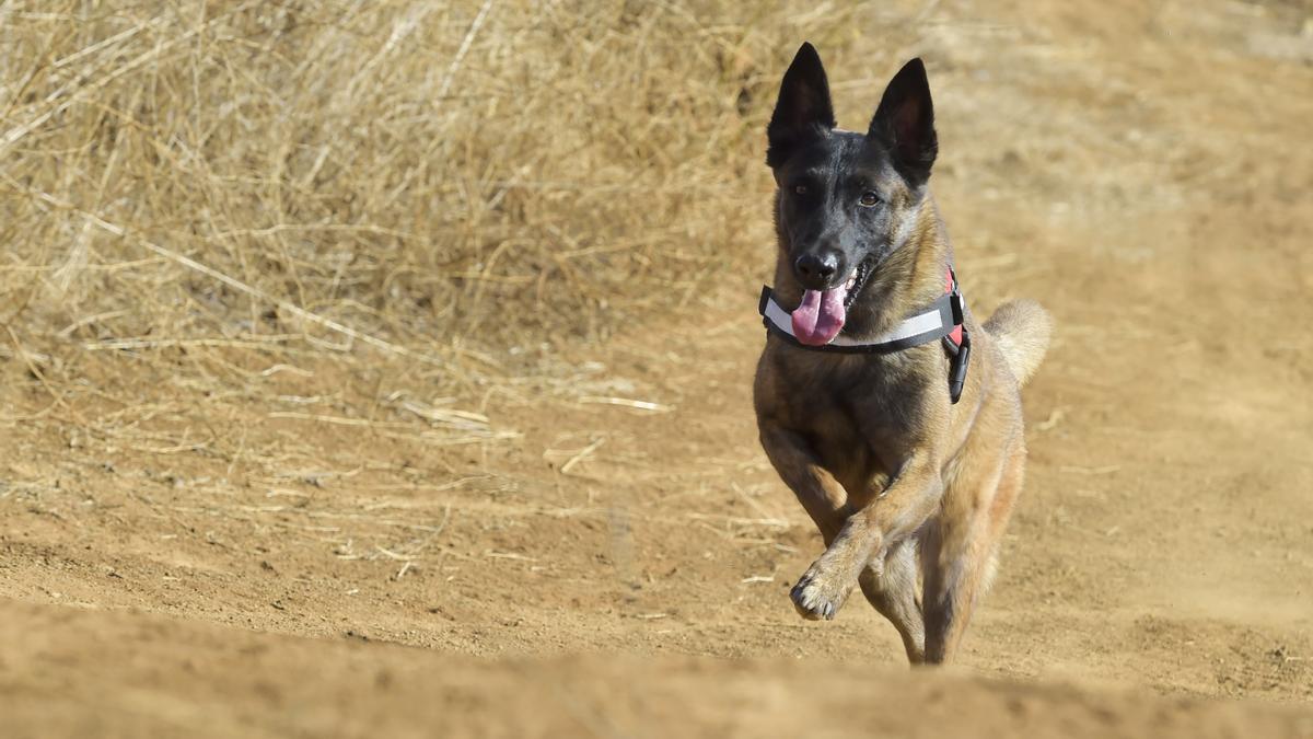 Perros adiestrados de Medio Ambiente