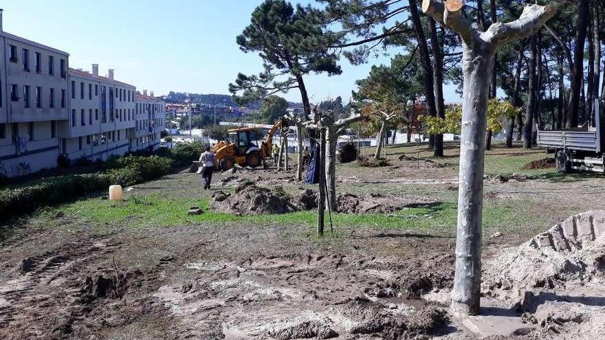 Trasplante de los árboles del Parque de Panadeira. // Faro