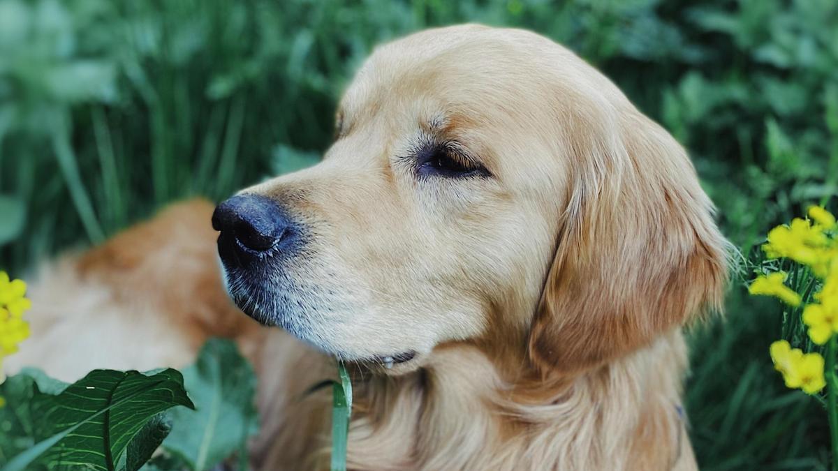 Hay determinadas plantas que pueden afectar a la salud de tu mascota.