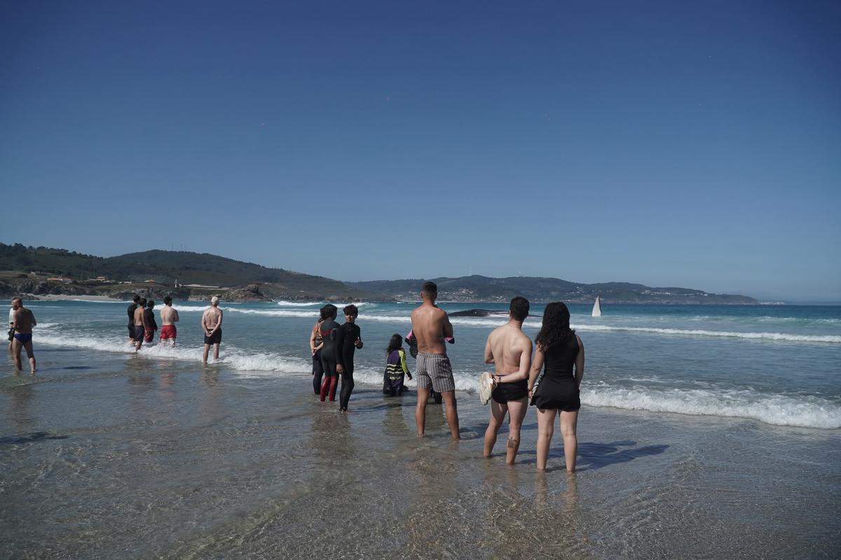 Rescate de la ballena varada en Arteixo