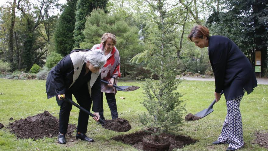 Las tres alcaldesas de Gijón plantan un cedro para celebrar el aniversario del Jardín Botánico