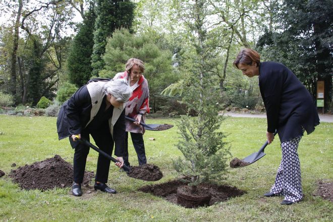 En imágenes: El cedro de las tres alcaldesas de Gijón ya crece en el Jardín Botánico